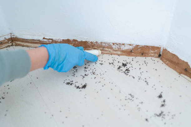 Best Wasp Removal Services  in Mckinley, PA