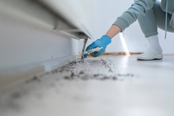 Best Local Pest Control Services  in Mckinley, PA